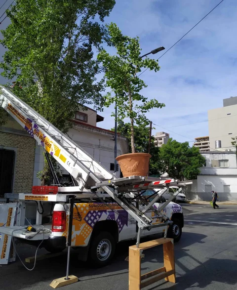 Maceta de gran porte sobre la plataforma elevadora